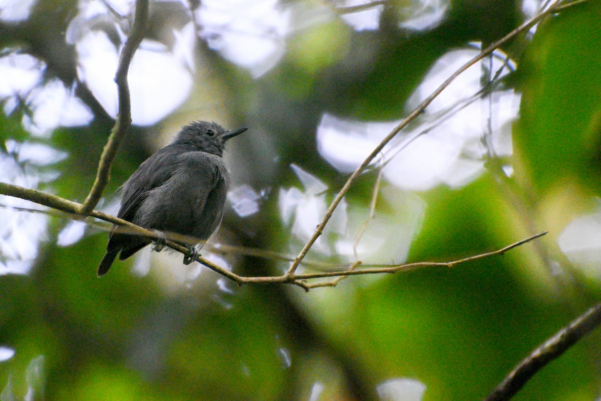 Alagoas antwren by Arthur Andrade