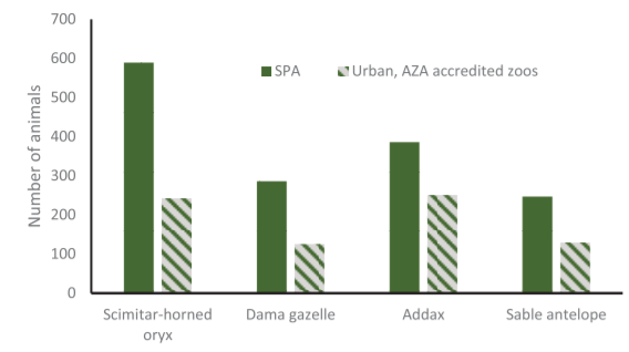 Numbers of the four African antelope species living SPA land at North American urban zoos. 