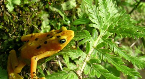 Atelopus zeteki, Panamanian Golden Frog, Ron Gagliardo, Courtesy Atlanta  Botanical Garden