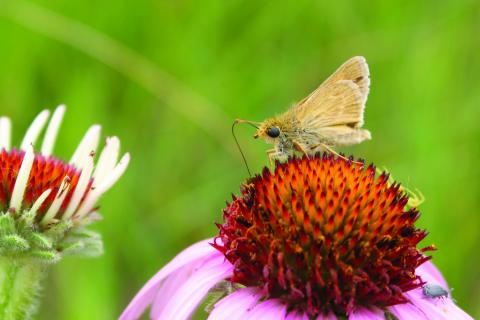 Male Dakota skipper © Minnesota Zoo