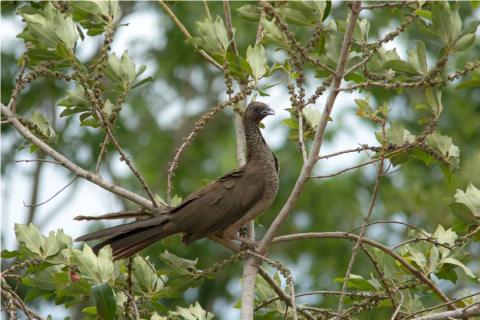 Speckled chachalaca