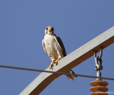 Moroccan raptor